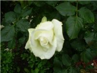 ca7e7ab2-Picture 167.jpg